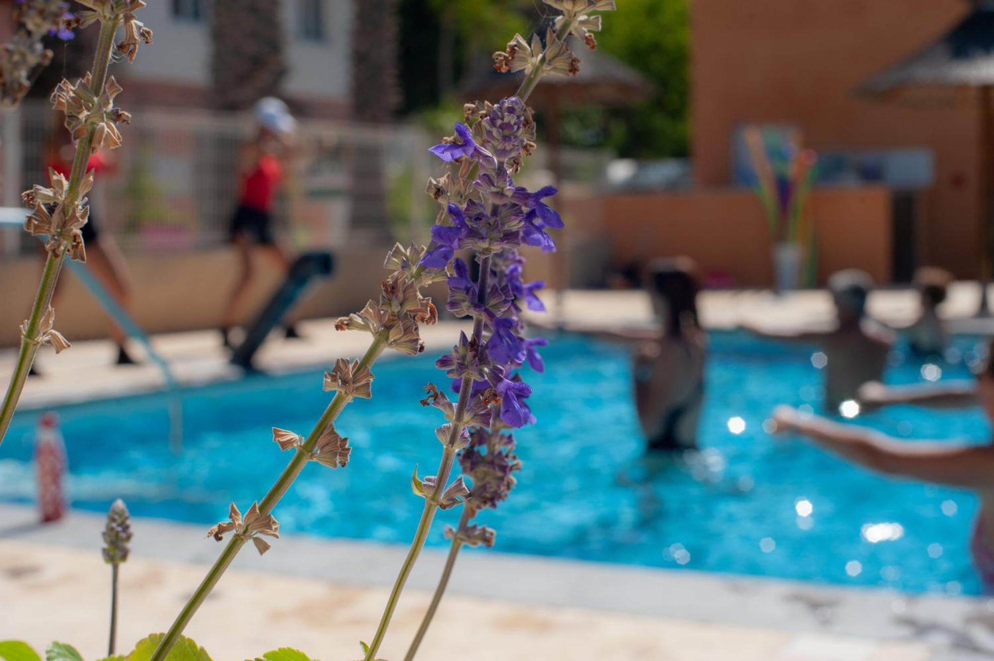 Camping Les Jardins D Agathe Le Grau-dʼAgde Eksteriør billede